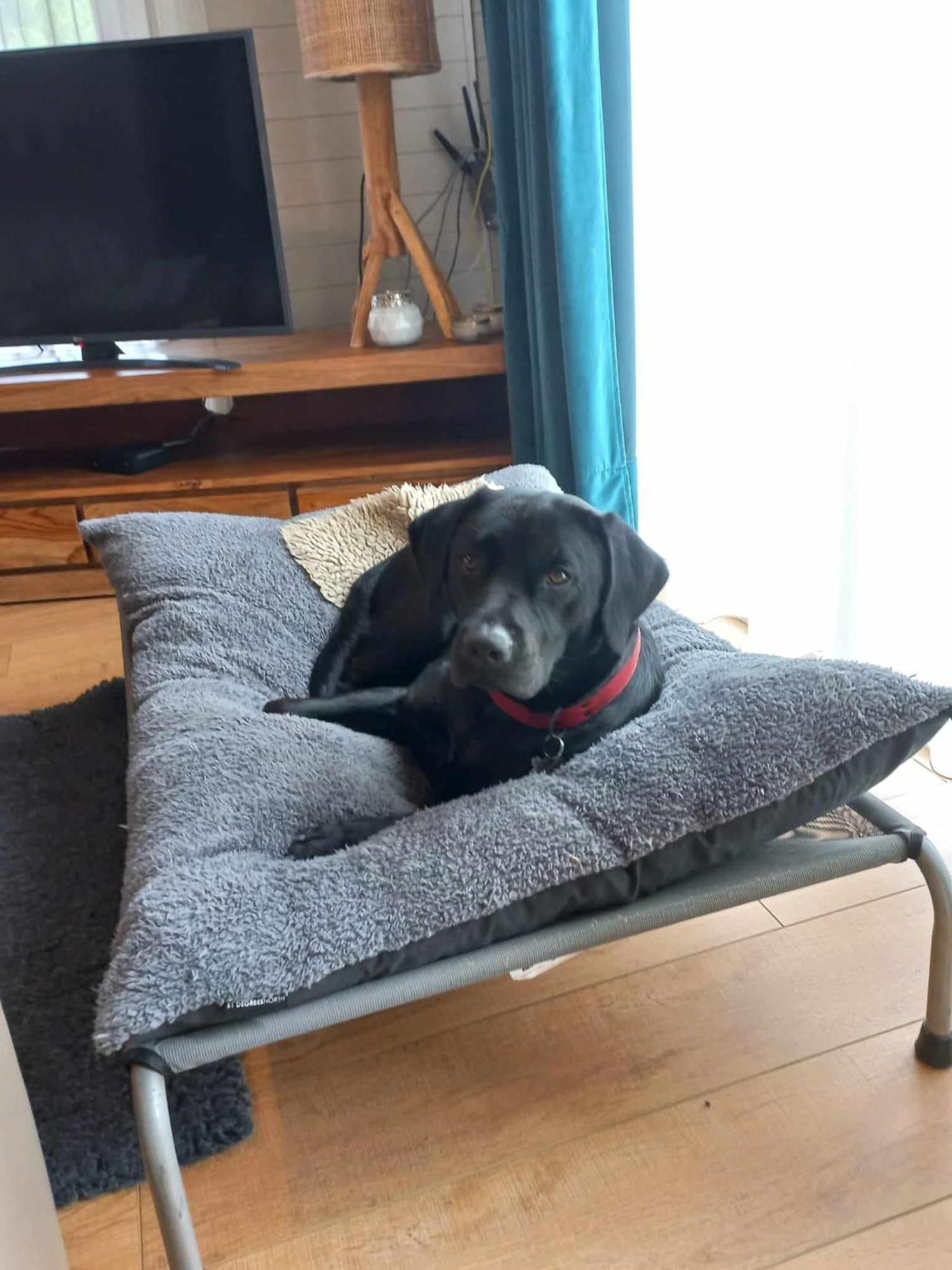 Le Mont Celeste Dogs Friendly Nonceveux Exterior foto
